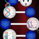 AIS Infographic: How Much Data Is Stored in the Human Body?